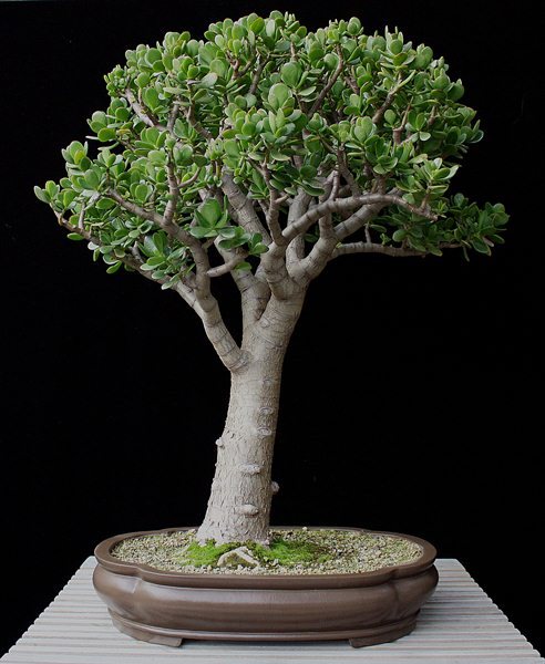 Crassula ovata II BFF.JPG