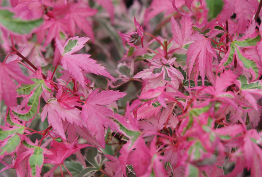 Acer palmatum Marlo