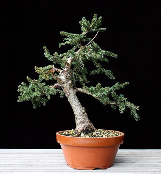 Picea orientalis 'Nutans' BFF.JPG