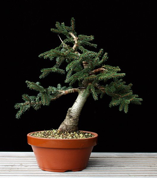 Picea orientalis 'Nutans' 2 BFF.JPG
