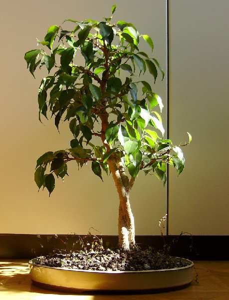 Ficus_Sept_2010.jpg