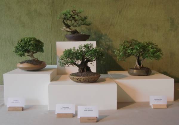Shohin_WP.jpg