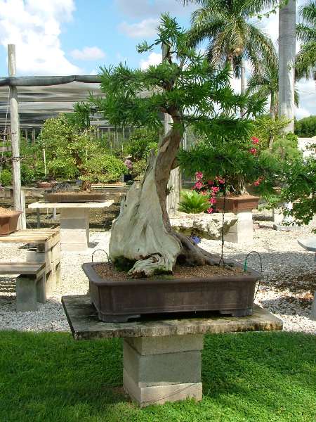 Steineibe (Podocarpus)