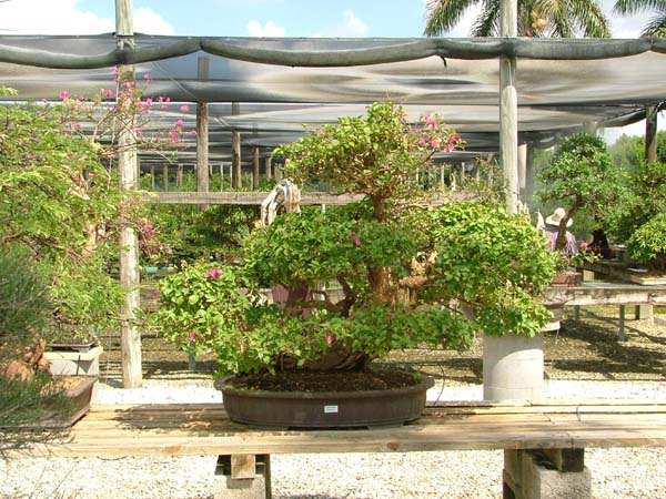 Bougainvillea