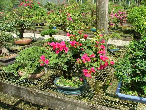 Bougainvillea gab es in großer Auswahl und in allen Blütenfarben