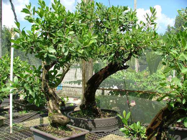 Buttonwood-Rohlinge