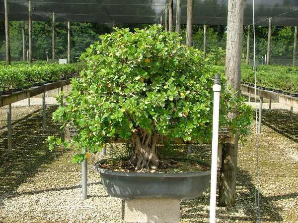 Immer wieder tolle Ficus