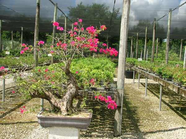 Bougainvillea