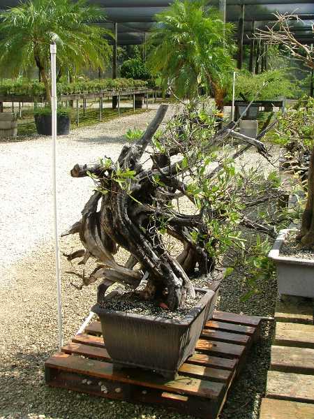 uralter heimischer Yamadori