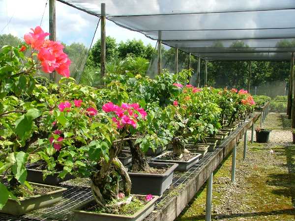 Bougainvillea in Reih und Glied