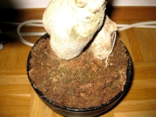 IMG_1592.JPG