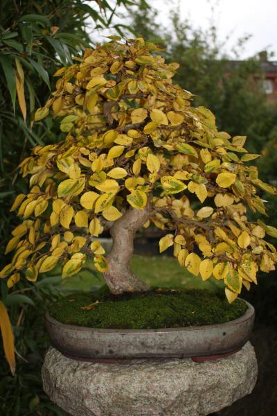 Herbst 2009 (7).JPG