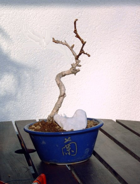 gingko.jpg