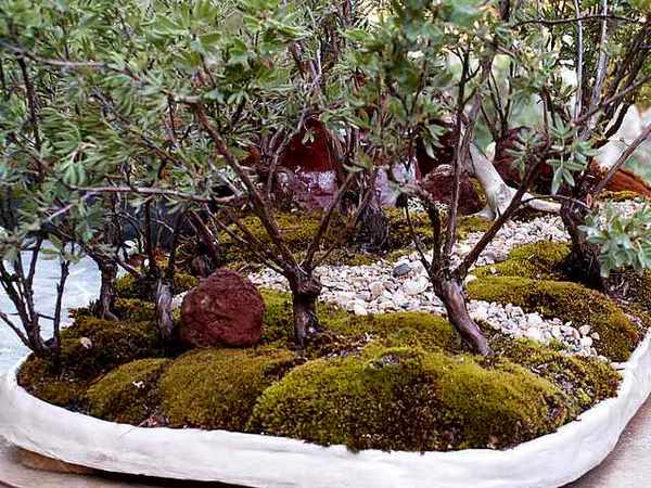 Der Poti-Wald am Tage