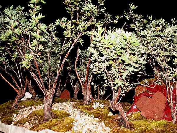 Der Zauberwald bei Nacht