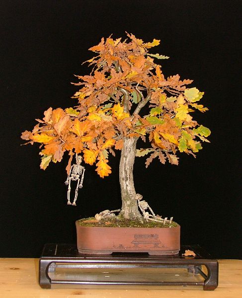 "Beziehungsdrama", Eiche - Quercus robur, Herkunft Feldrand ausgegraben ca. 2005, Schale: Marc Berenbrinker (tanuki)