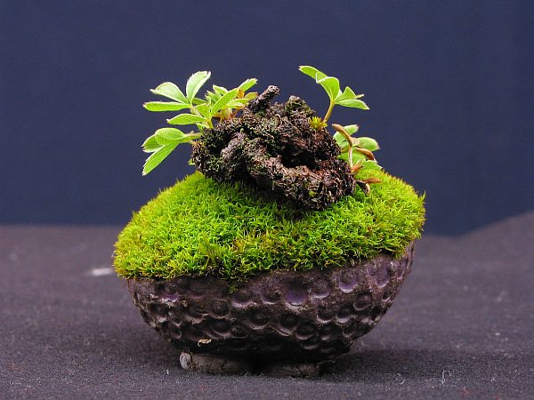 Alpenpotentilla_HerbertA_1.jpg