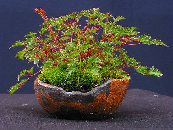 Astilbe_HerbertA_1.jpg