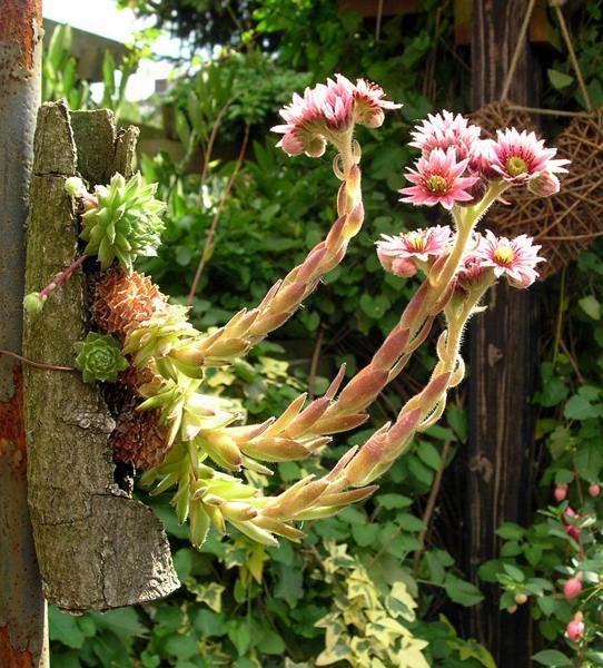 Sempervivum_Holz_KHG_4.JPG