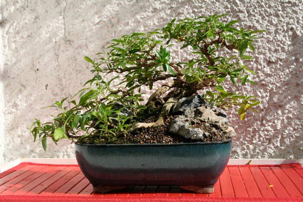 serissa201010.jpg