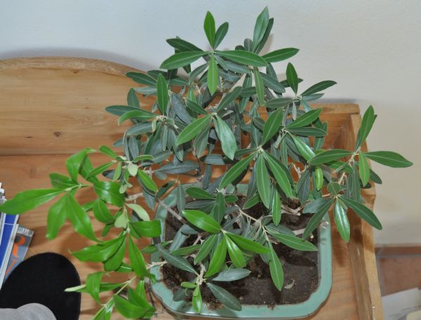 Links nach rückschnitt neue triebe,,