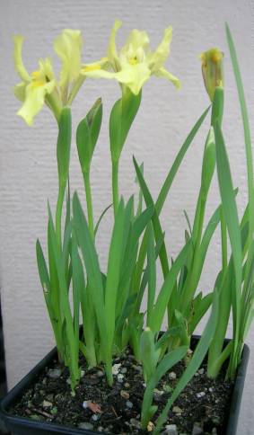 Gesamthöhe mit Blüten: 15 cm