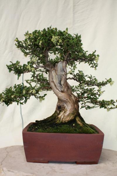 Mai 2010 (21).JPG