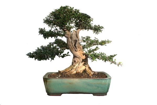 Schale von der Tokoname-Seite (tokoname.or.jp/bonsai/gallery):<br />Virtual: Josef Knieke