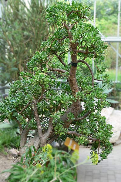 crassula.jpg