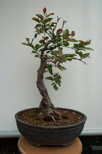 das isser - Malus