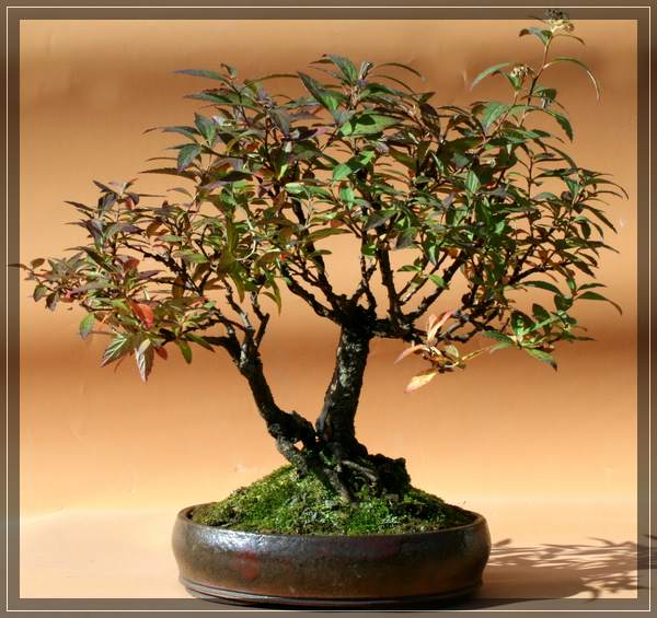 Rosenspiere