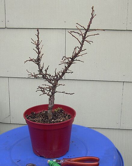 Larix kaempferi (meine) gedrahtet 3.jpg