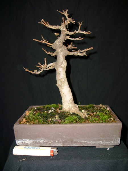 DSCI0507.JPG