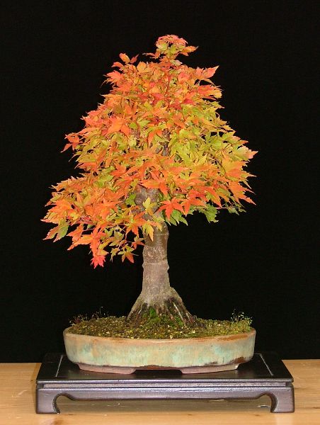 Acer palmatum "Winterflame", Schale von Peter Krebs