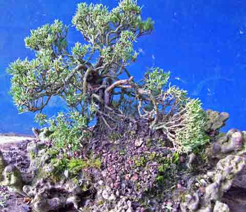 Thymus vulgaris 17.10.2010 009.JPG