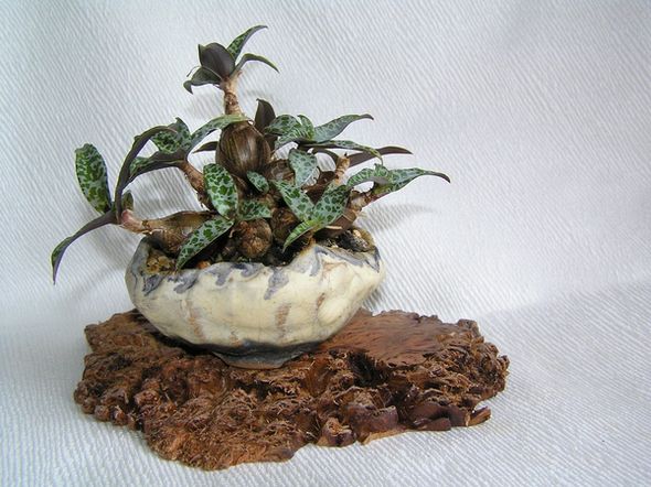 Ledebouria socialis, Schale John Pitt.jpg