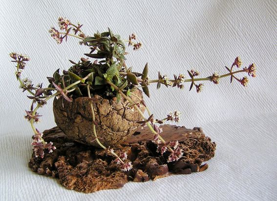 Crassula exilis ssp. picturata, Schale Wendy Heller.jpg