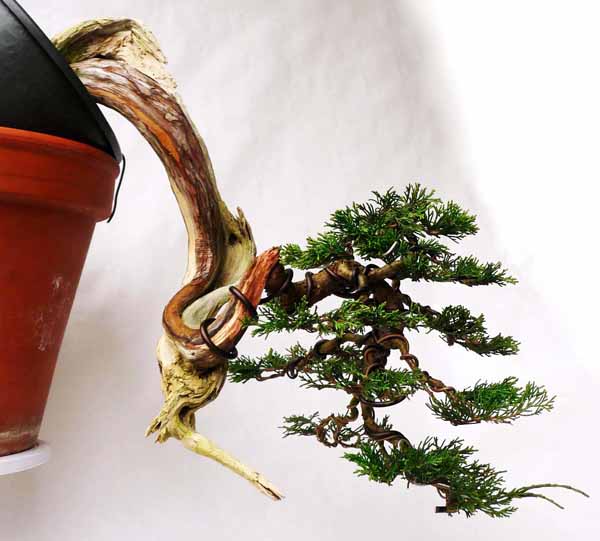 AP1050516BFF.jpg
