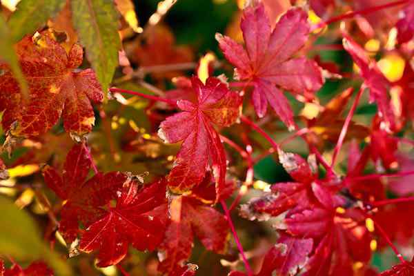2-_MG_6484-1.jpg