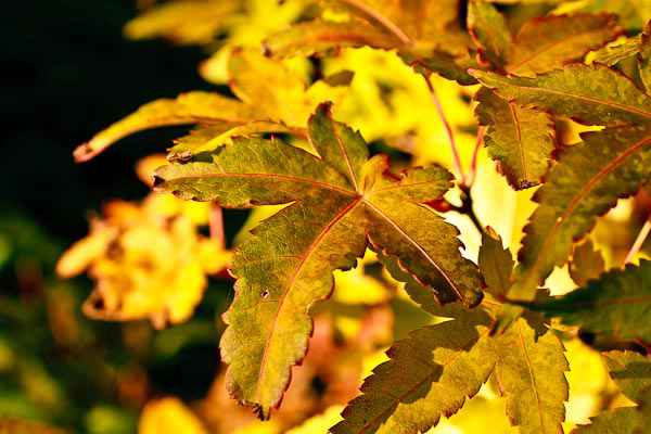 2-_MG_6485-1.jpg