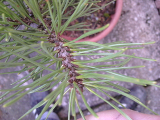 2010-10-25 17.12.13.jpg