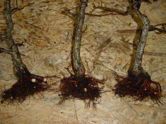 Quercus.JPG