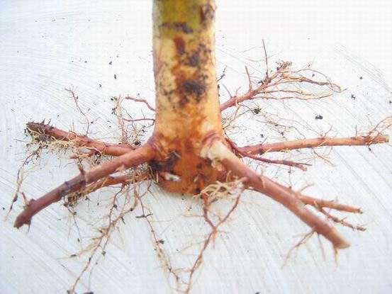 Metasequoia.jpg