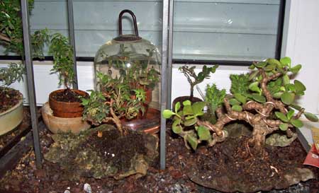 Indoorkram 003.JPG