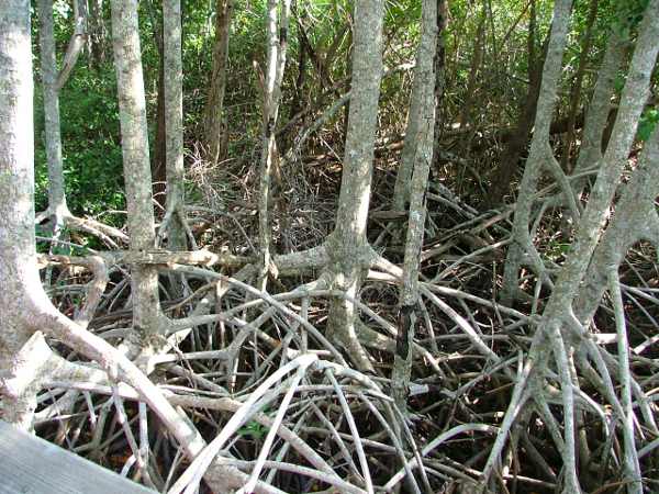 Wurzeln der roten Mangrove