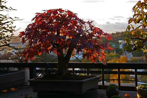 faecherherbst.jpg