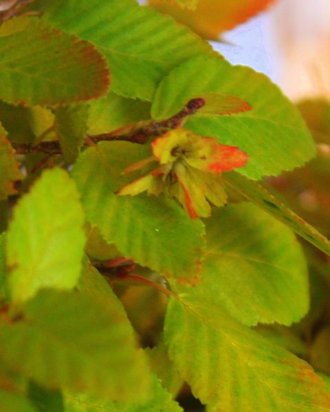 k-IMG_005.JPG