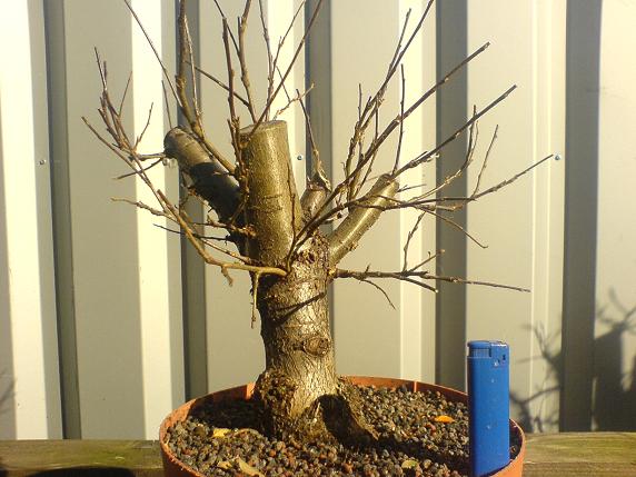 Mispel aus dem Garten eines Freundes