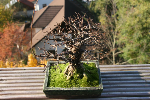 UlmeBonsaischuleHerbst2010-vonoben2.jpg