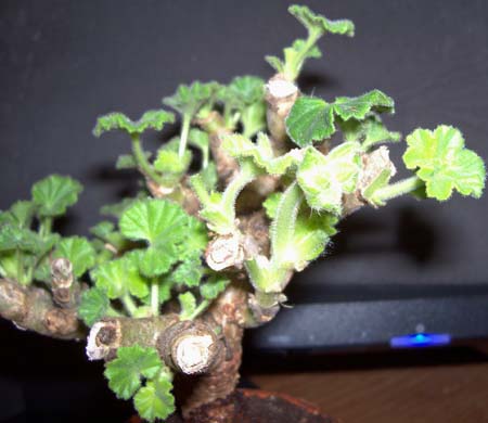 Pelargonien im Zimmer 284.JPG
